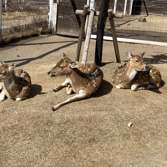 神戸どうぶつ王国迫力あるオウムたち