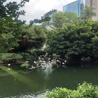 難得九龍市區有個鳥湖