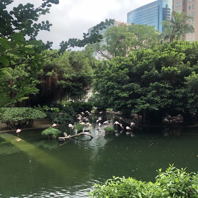 難得九龍市區有個鳥湖
