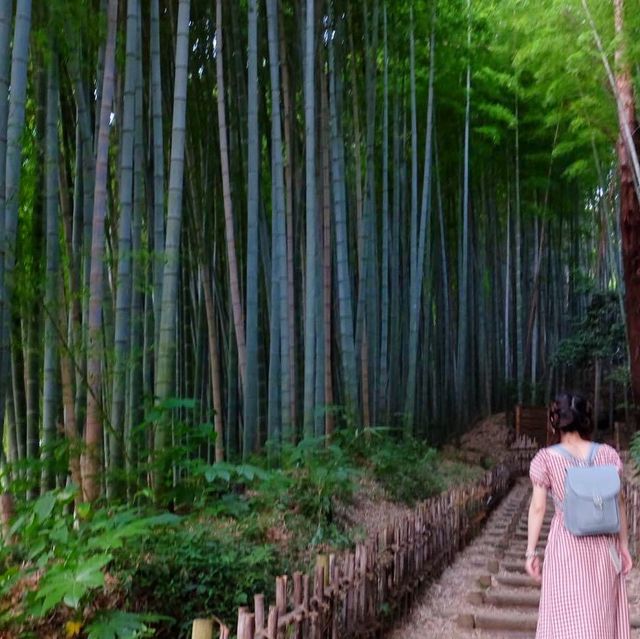 千葉縣佐倉必去打卡的竹林古徑📸️📸️🤩🤩👍🏻
