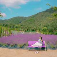 💜[부산, 라벤더팜]에서 인생샷찍는 꿀팁🍯
