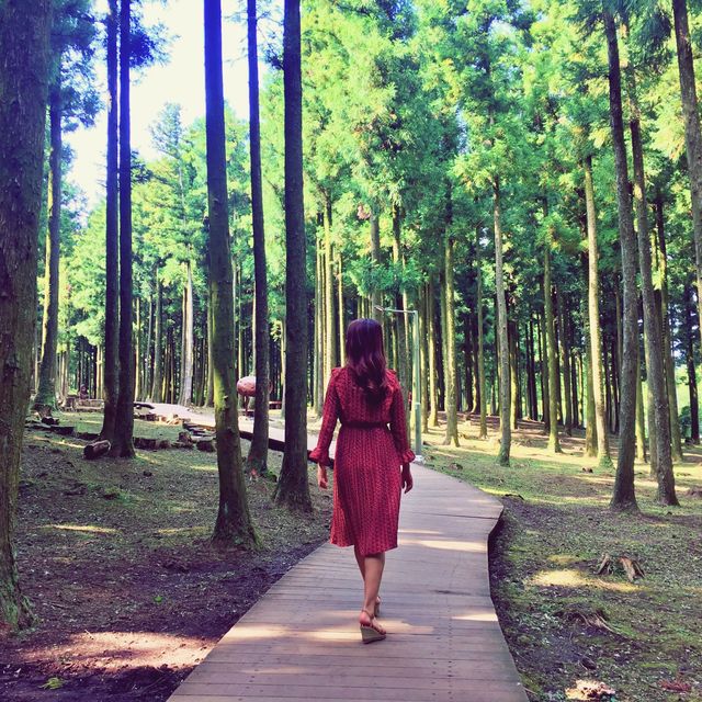 🌳 한라산에서 즐기는 숲캉스, 절물자연휴양림