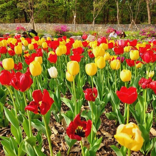 Plentiful tulips at Bucheon Mureungdowon