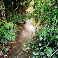The Windsor Nature Park In Singapore