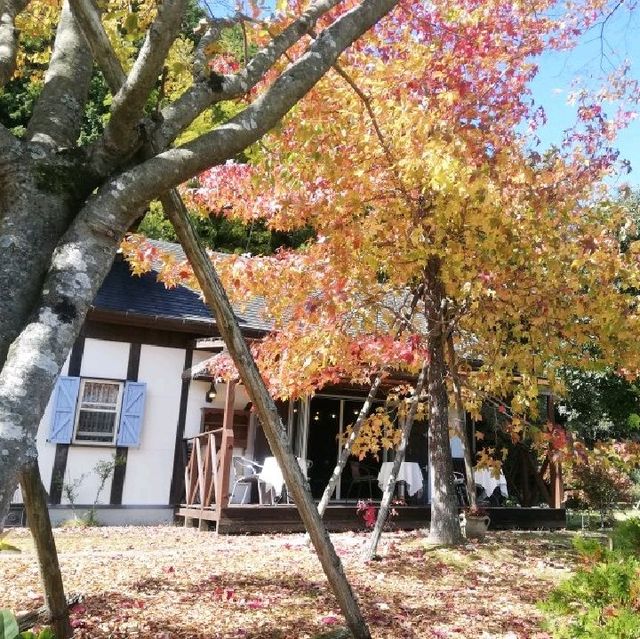 【三瀬高原】紅葉🍁真っ盛り✨三瀬高原カフェ☕の「ワーズワースの庭」