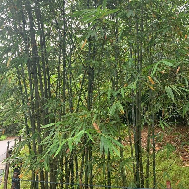 Botanic Garden Singapore 