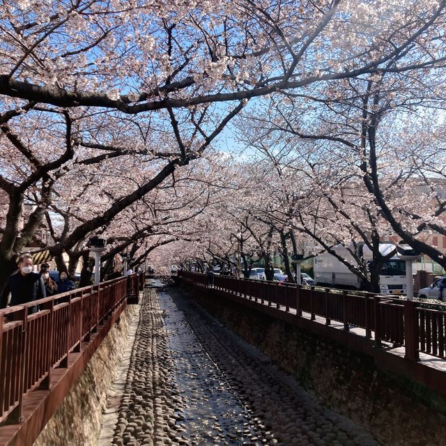 벚꽃 명소는 진해❤️