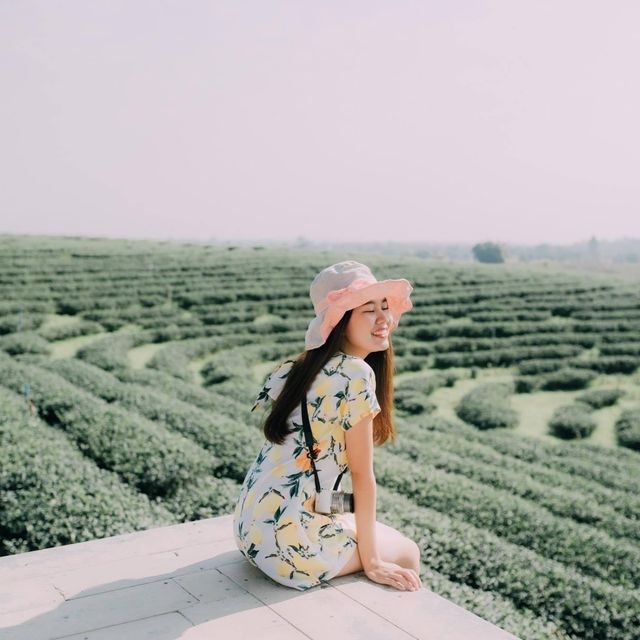 ไร่ชาเขียวที่ดังที่สุดในเชียงราย 🌱