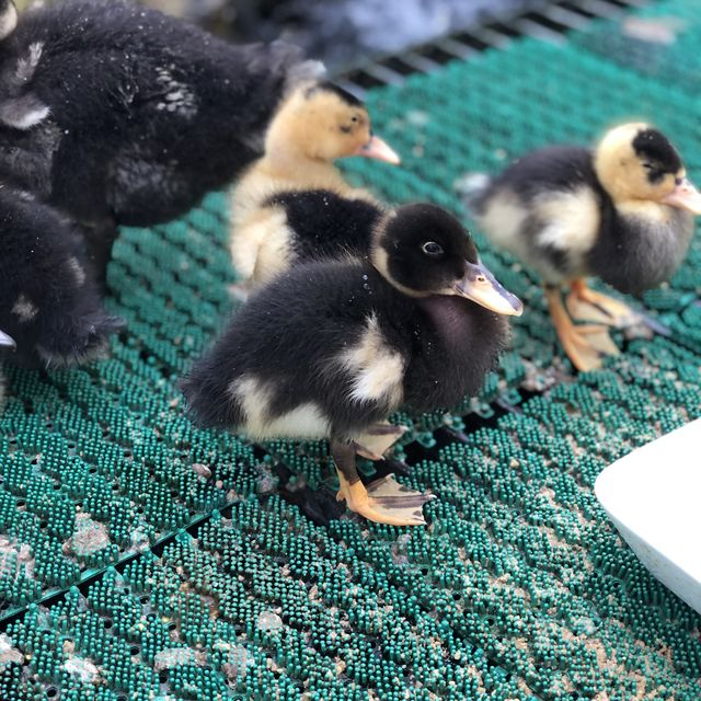 [경주 핫플] 경주 동물원_동궁원