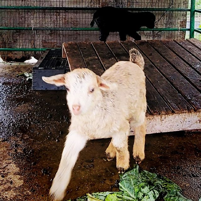 親親小動物~ 朗屏士多啤梨園 
 親親小動物~ 朗屏士多啤梨園
