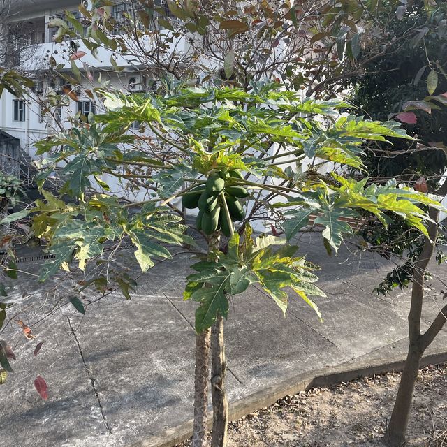 香港賽馬會復修軍火庫