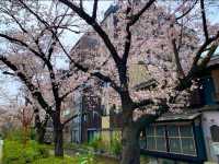 京都　KYOTO SAKURA桜めぐり❗️高瀬川沿いの桜に感動❗️
