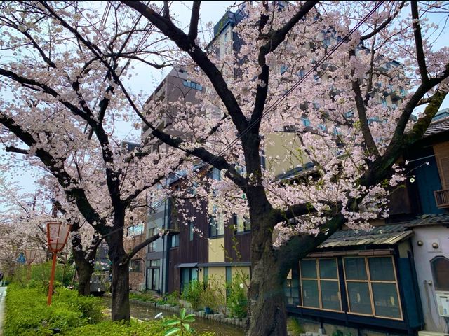 京都　KYOTO SAKURA桜めぐり❗️高瀬川沿いの桜に感動❗️