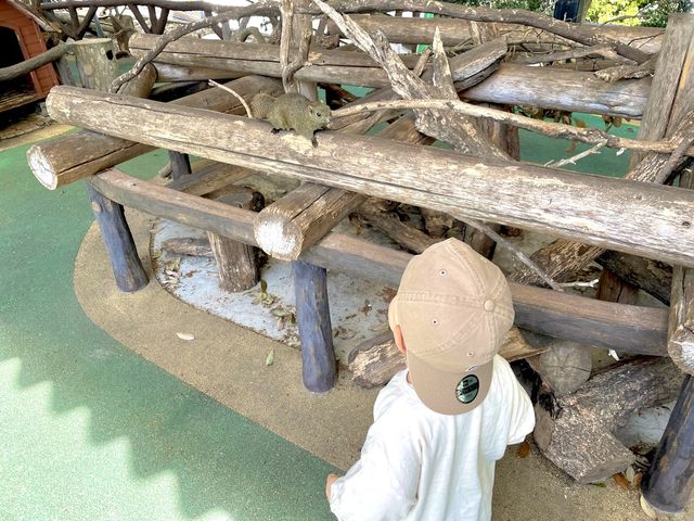 岐阜🐿リスがかなり近くでみれて餌もあげれる🐿💓金華山リス村