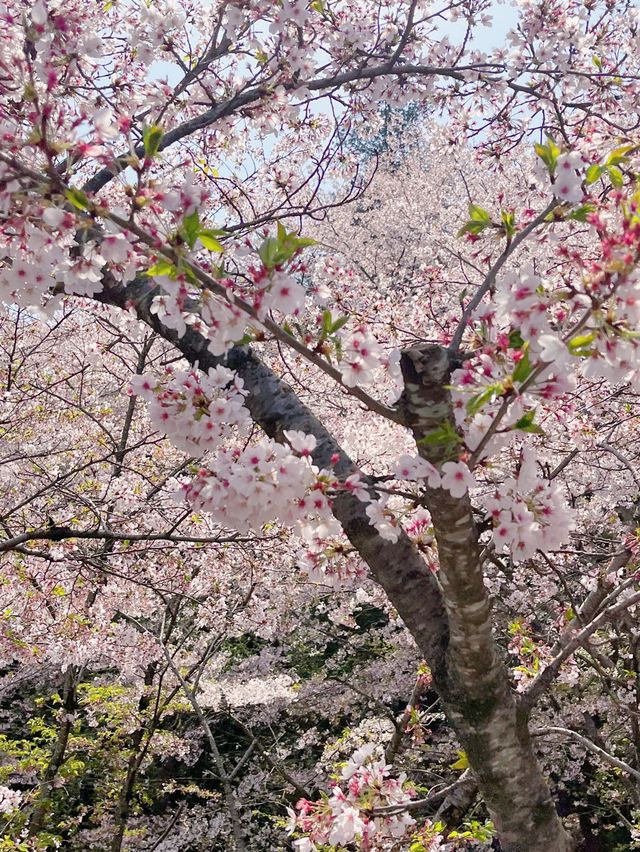 중외공원, 벚꽃도 봄나들이도 최고 🌸