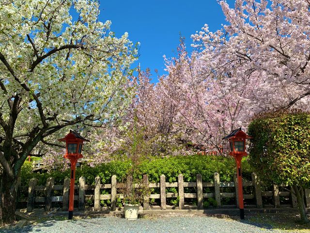 京都　京都散策旅　六孫王神社の桜に感動❗️