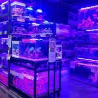 홍콩의 Goldfish Market! 금붕어 시장