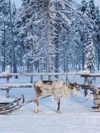 Reindeer Sleigh Ride @Lapland 