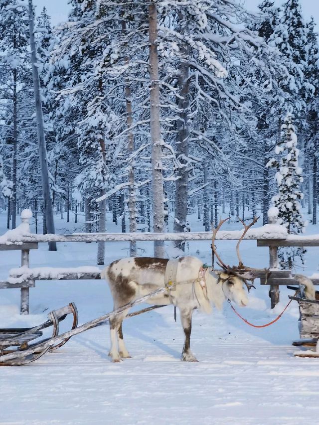 Reindeer Sleigh Ride @Lapland 