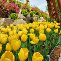 Plentiful tulips at Bucheon Mureungdowon