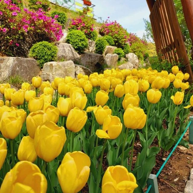 Plentiful tulips at Bucheon Mureungdowon
