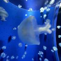 鹿児島県/鹿児島市【いおワールド かごしま水族館】