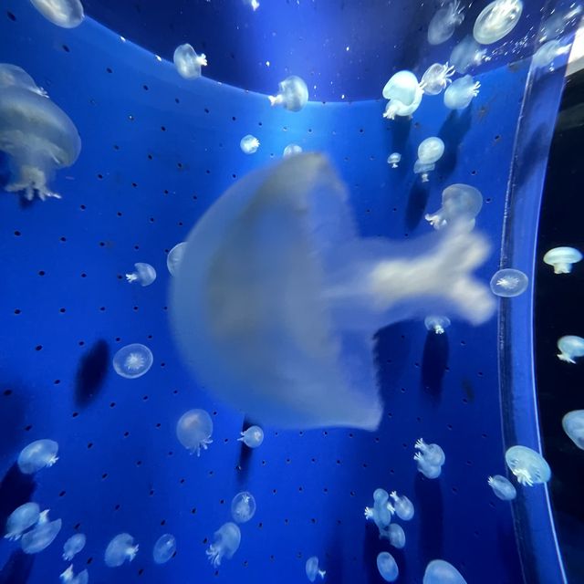 鹿児島県/鹿児島市【いおワールド かごしま水族館】