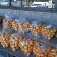 安い！うまい！いつでも買える！みかん専門店
