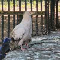 Indore zoo worth one day trip
