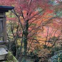 約3000本の樹林が色づく絶景