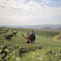 ไร่ชาฉุยฟง จ.เชียงราย : Choui Fong Tea Plantation
