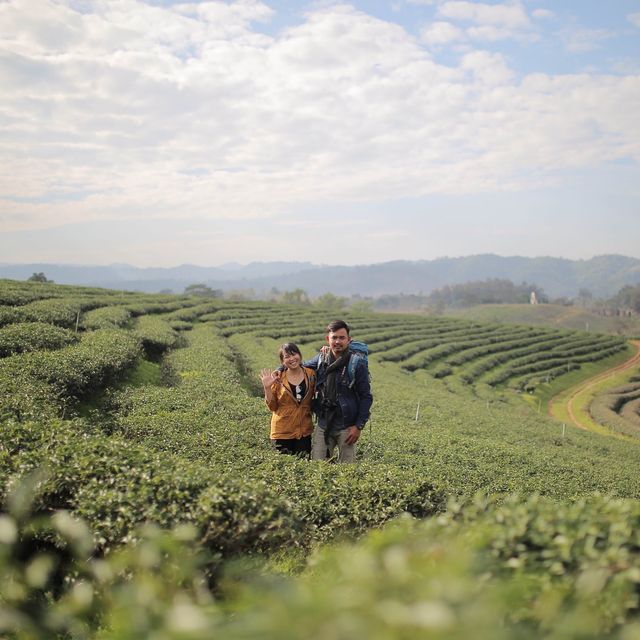 ไร่ชาฉุยฟง จ.เชียงราย : Choui Fong Tea Plantation