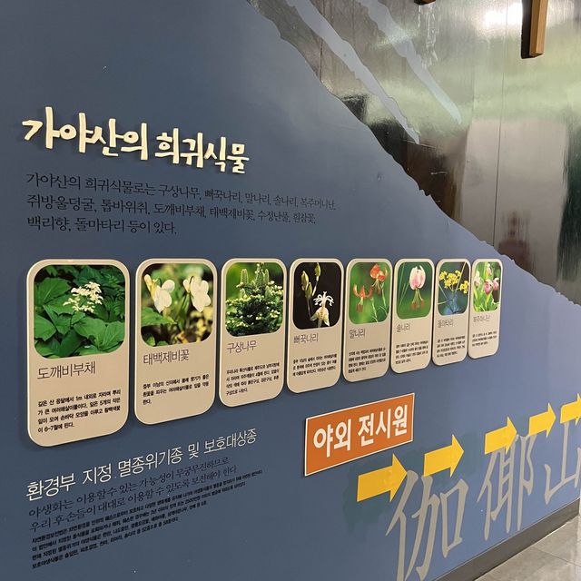 가야산 야생화 식물원에서 따뜻하게 꽃구경해요!