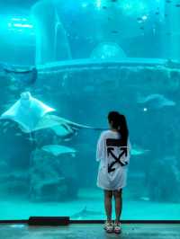 어른들도 신나는 바다속나라🐳아쿠아플라넷 여수🐠