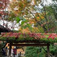 京都紅葉2022  天授庵の素晴らしいすぎる紅葉