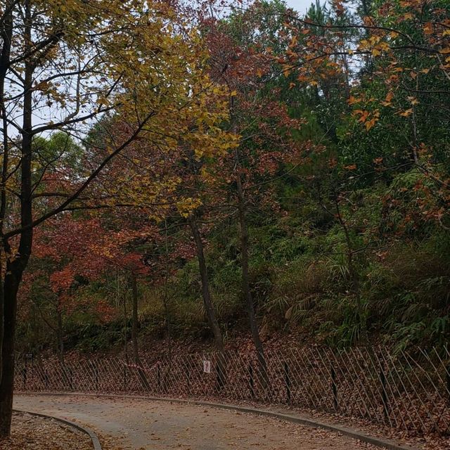 睇紅葉季節~~大棠紅葉🥰🤩😍 睇紅葉季節~~大棠紅葉🥰🤩😍