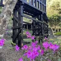 台中八仙山森林國家公園