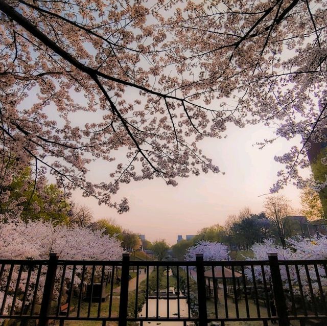 Sunset Spring in South Korea