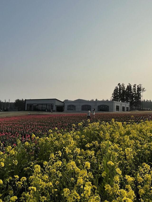 제주 튤립 명소, 보롬왓🌷