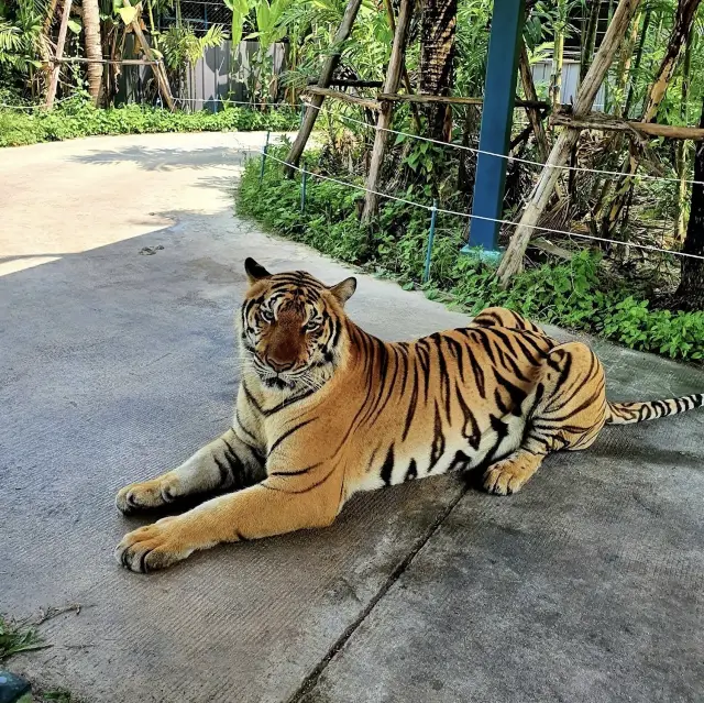 🇹🇭泰國芭提雅遊記  Tiger Park 近距離同老虎互動