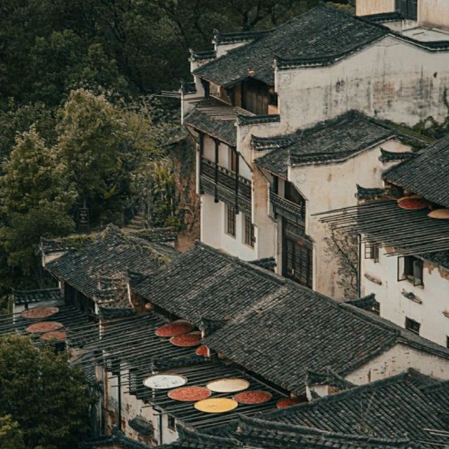白墙黛瓦杏叶黄 柿外桃源烟火篁