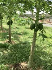 MARDI Agro Technology Park - Langkawi 