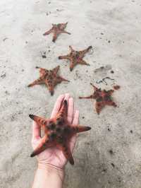 Star Fish Beach (Bai Rach Vem) - Phu Quoc, Vi
