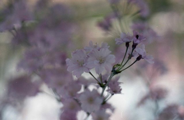 Shiga's beautiful cherry blossoms.