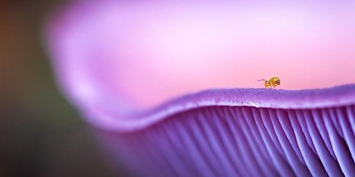 Fungi Up Close - Stories Behind the Lens at Beeston Library | Beeston Library