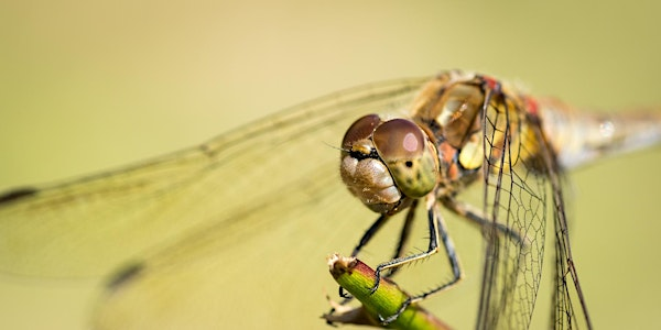 Photography Workshop ‘Close-Up & Macro Nature Photography’ with Daniel Bridge | Hanningfield Reservoir Nature Discovery Park