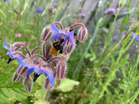 All About, Bees | Inverness Botanic Gardens and Café