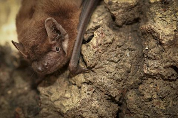 Creatures of the Night at Lorton Meadows | Lorton Meadows Conservation Centre & Nature Reserve