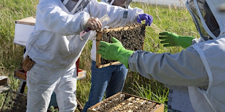 Hands-in-the-Hives Beekeeping & Mentorship Series - Intermediate Beekeepers | Urban Bee Educational Apiary
