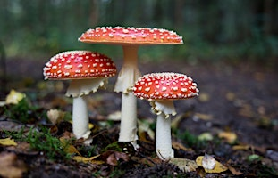 Family Fungus Foray | Wheatfen Nature Reserve
